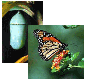 Is There Life After Death?
